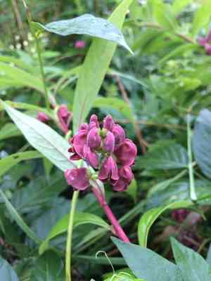 American Groundnut(Apios americana)