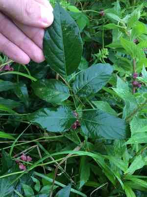 American Groundnut(Apios americana)