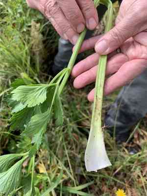 Wild celery(Apium graveolens)