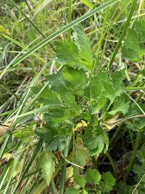 Wild celery(Apium graveolens)