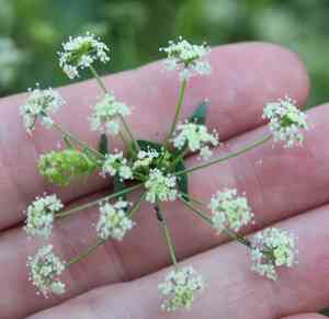 Wild celery(Apium graveolens)