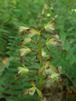 Putty root orchid(Aplectrum hyemale)