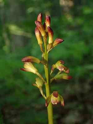 Putty root orchid(Aplectrum hyemale)