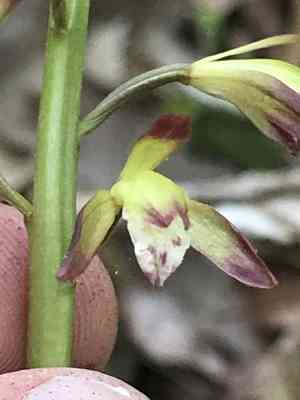 Putty root orchid(Aplectrum hyemale)