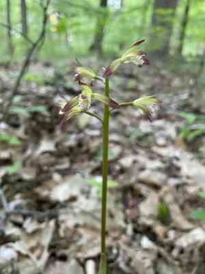 Putty root orchid(Aplectrum hyemale)