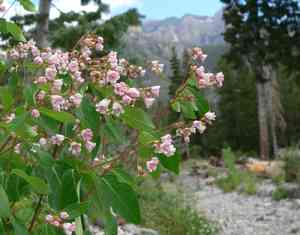 Spreading dogbane(Apocynum androsaemifolium)
