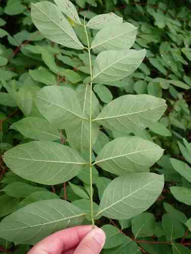 Spreading dogbane(Apocynum androsaemifolium)