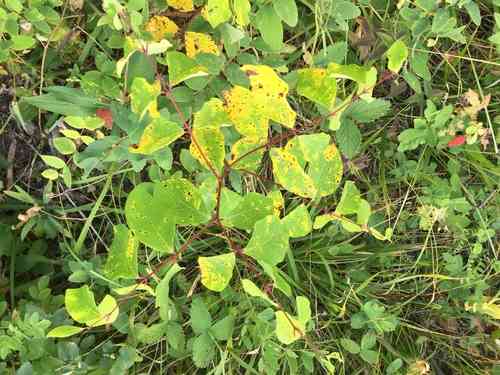 Spreading dogbane(Apocynum androsaemifolium)