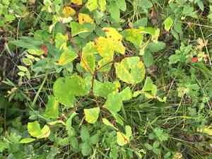 Spreading dogbane(Apocynum androsaemifolium)