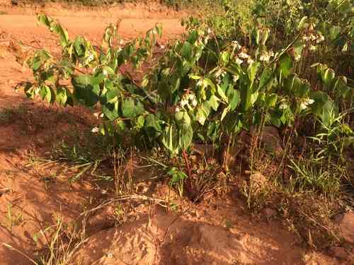 Spreading dogbane(Apocynum androsaemifolium)