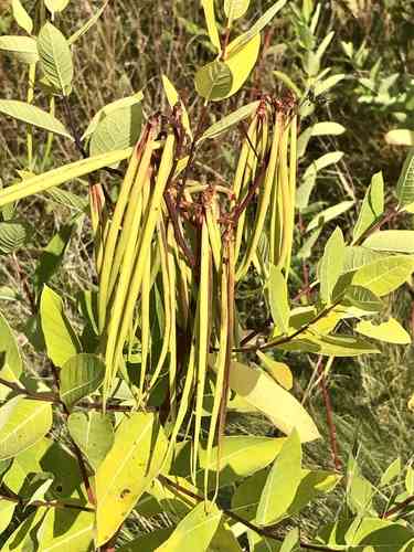 Indian hemp(Apocynum cannabinum)