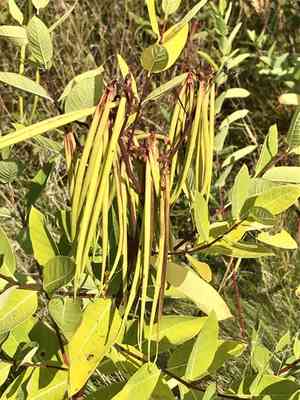 Indian hemp(Apocynum cannabinum)