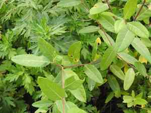 Indian hemp(Apocynum cannabinum)