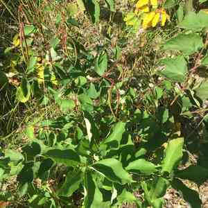 Indian hemp(Apocynum cannabinum)