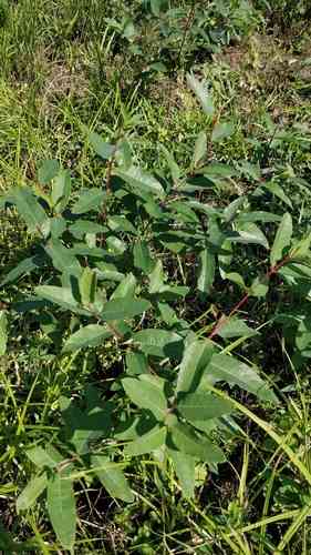 Indian hemp(Apocynum cannabinum)