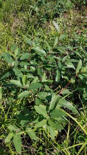 Indian hemp(Apocynum cannabinum)