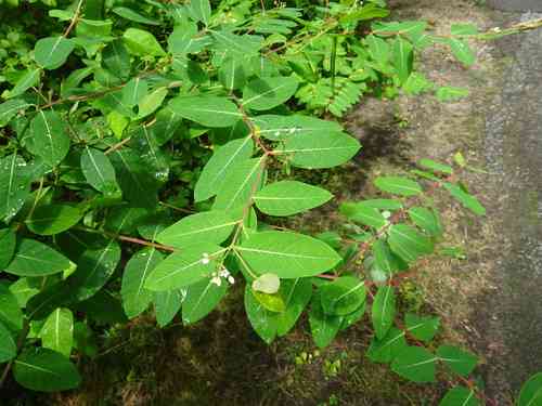 Indian hemp(Apocynum cannabinum)
