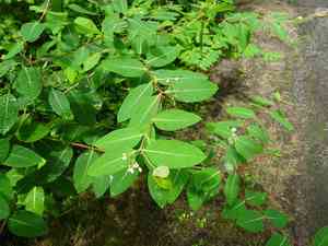 Indian hemp(Apocynum cannabinum)