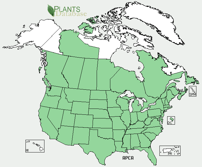 Indian hemp