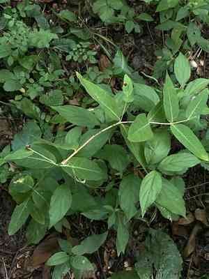Indian hemp (Apocynum)(Apocynum)
