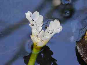 Cape-pondweed(Aponogeton distachyos)