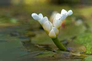 Cape-pondweed(Aponogeton distachyos)