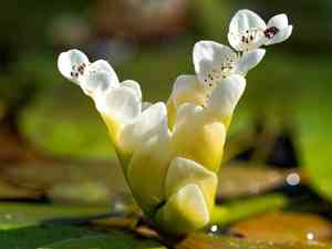 Cape-pondweed(Aponogeton distachyos)