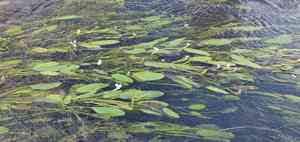 Cape-pondweed(Aponogeton distachyos)