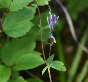 Small-flower columbine(Aquilegia brevistyla)