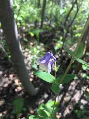 Small-flower columbine(Aquilegia brevistyla)