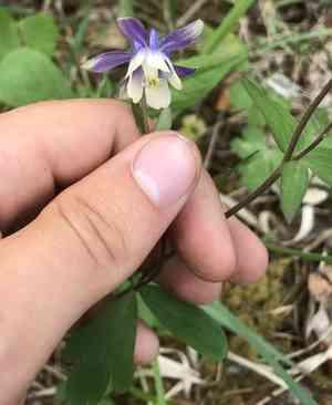Small-flower columbine(Aquilegia brevistyla)