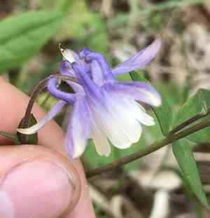 Small-flower columbine(Aquilegia brevistyla)