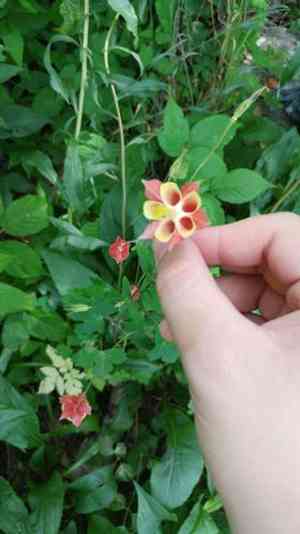 Red columbine(Aquilegia canadensis)
