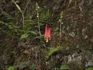 Red columbine(Aquilegia canadensis)