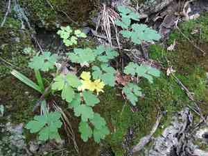 Red columbine(Aquilegia canadensis)