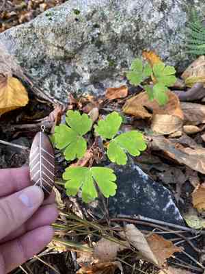 Red columbine(Aquilegia canadensis)