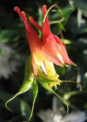 Red columbine(Aquilegia canadensis)