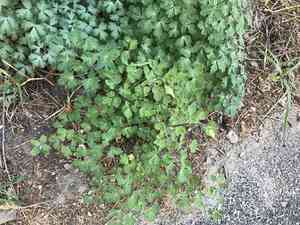 Golden columbine(Aquilegia chrysantha)
