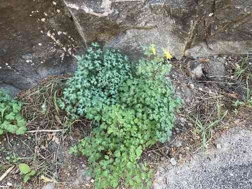 Golden columbine(Aquilegia chrysantha)