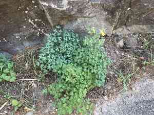 Golden columbine(Aquilegia chrysantha)