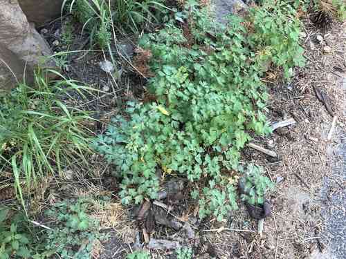 Golden columbine(Aquilegia chrysantha)