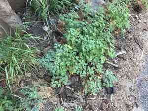 Golden columbine(Aquilegia chrysantha)