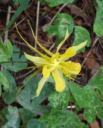 Golden columbine(Aquilegia chrysantha)