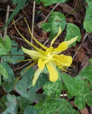Golden columbine(Aquilegia chrysantha)
