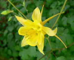 Golden columbine(Aquilegia chrysantha)