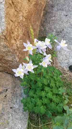 Colorado blue columbine(Aquilegia coerulea)