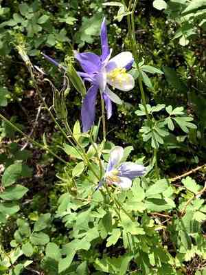 Colorado blue columbine(Aquilegia coerulea)