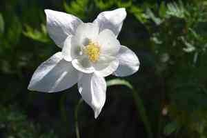 Colorado blue columbine(Aquilegia coerulea)