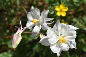 Colorado blue columbine(Aquilegia coerulea)