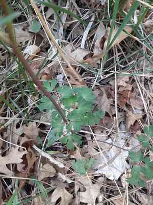Western red columbine(Aquilegia elegantula)